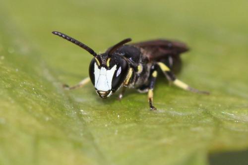 Réf. 267 666 : Hylaeus sp.
